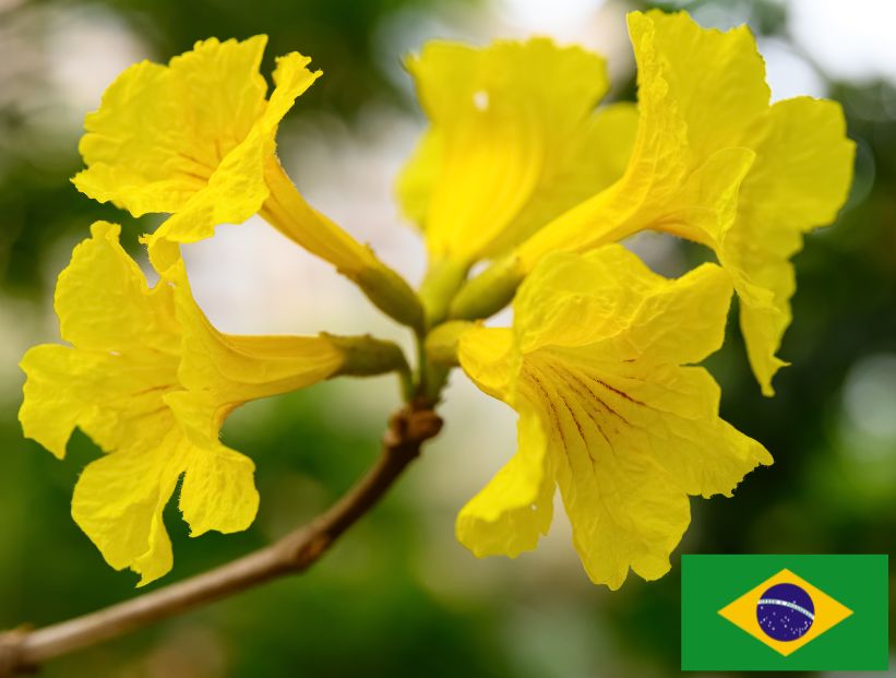 qual a flor nacional do Brasil