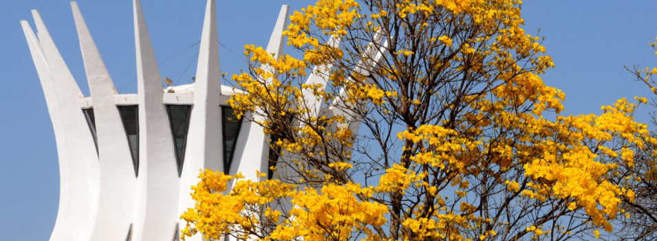 Guia Completo: Como Cultivar Ipê-Amarelo no Seu Jardim