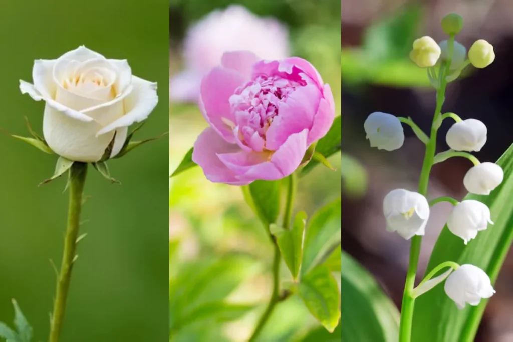 Recordes Botânicos: Conheça as Flores Mais Minúsculas do Mundo