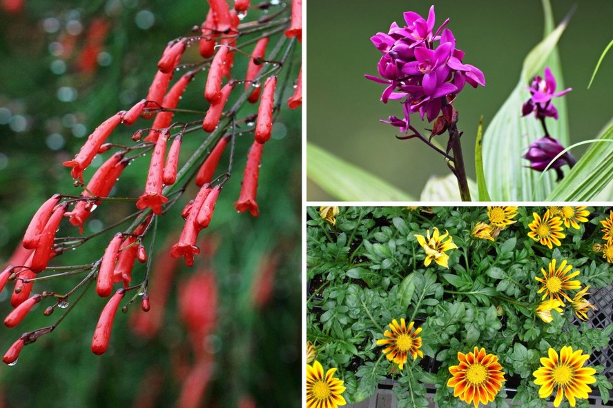 Wolffia Globosa vs. Galinsoga Parviflora: Uma Comparação das Menores Flores