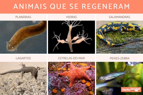 qual o animal que pode regenerar partes do corpo