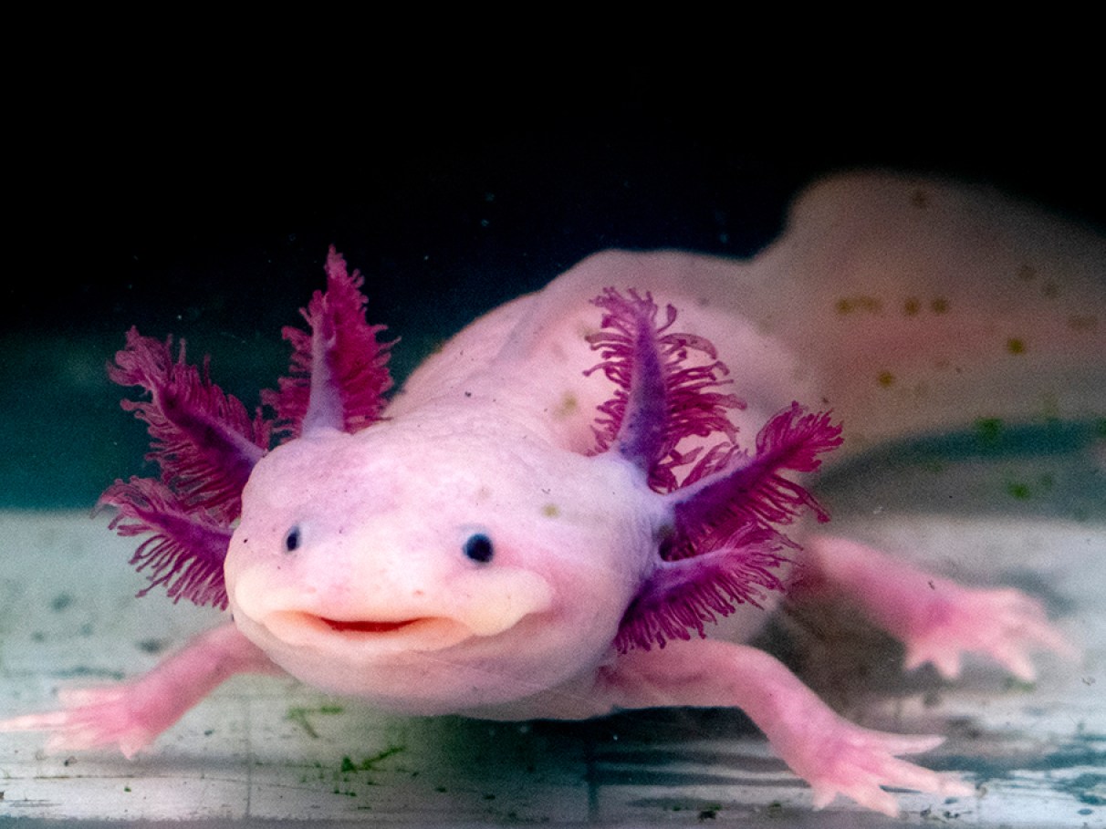 5 ideias de títulos:
1. Axolote: O Mestre da Regeneração e o Que Podemos Aprender com Ele.
2. De Salamandras a Estrelas-do-Mar: Um Guia Completo sobre Animais Regenerativos.
3. A Incrível Capacidade Regenerativa do Axolote: Ciência e Potencial Médico.
4. Regeneração Humana vs. Animal: O Que a Natureza Pode Nos Ensinar?
5. Desvendando o DNA do Axolote: A Chave para a Medicina Regenerativa do Futuro.