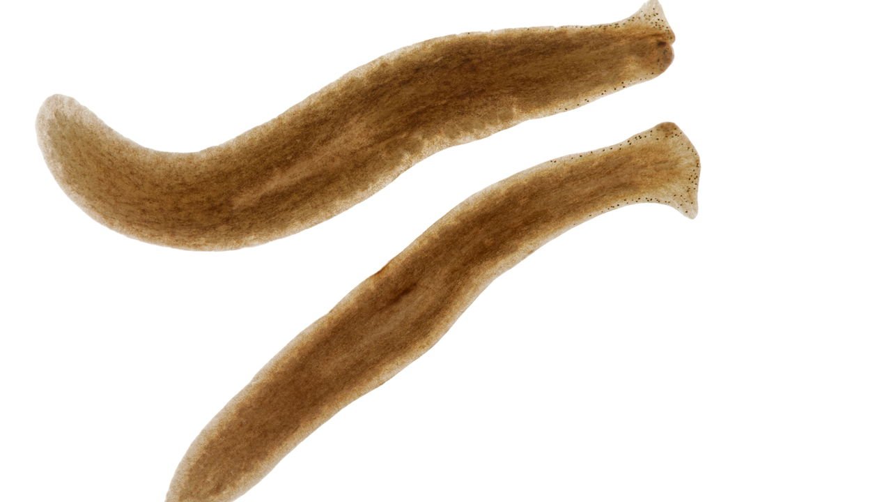 qual o animal que pode regenerar partes do corpo