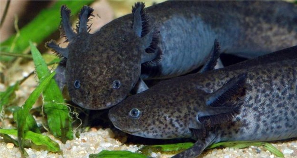 qual o animal que pode regenerar partes do corpo