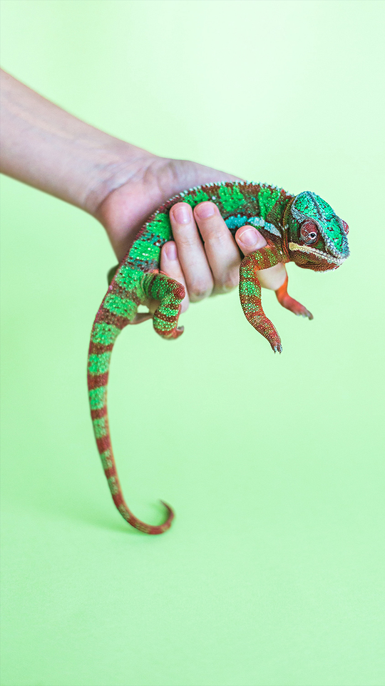 5 ideias de títulos:
1. Axolote: O Mestre da Regeneração e o Que Podemos Aprender com Ele.
2. De Salamandras a Estrelas-do-Mar: Um Guia Completo sobre Animais Regenerativos.
3. A Incrível Capacidade Regenerativa do Axolote: Ciência e Potencial Médico.
4. Regeneração Humana vs. Animal: O Que a Natureza Pode Nos Ensinar?
5. Desvendando o DNA do Axolote: A Chave para a Medicina Regenerativa do Futuro.