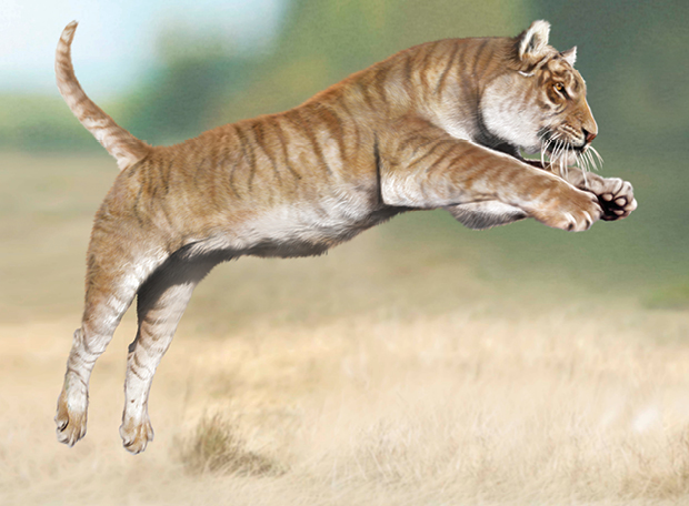 os 10 felinos mais impressionantes do mundo