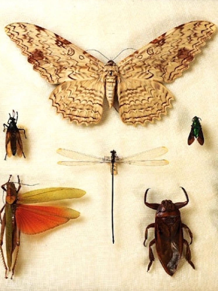 1. Os 5 Insetos Mais Assustadores do Mundo
2. Como o Bicho-pau se Tornou o Maior Inseto do Planeta?
3. A Dieta do Besouro Titã: O Que Come o Rei dos Insetos?
4. Weta Gigante: O Inseto Mais Pesado que Você Não Conhecia
5. Mariposa Imperador: A Gigante Alada da América do Sul