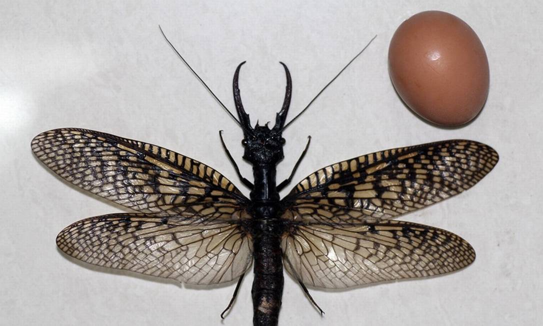 1. Os 5 Insetos Mais Assustadores do Mundo
2. Como o Bicho-pau se Tornou o Maior Inseto do Planeta?
3. A Dieta do Besouro Titã: O Que Come o Rei dos Insetos?
4. Weta Gigante: O Inseto Mais Pesado que Você Não Conhecia
5. Mariposa Imperador: A Gigante Alada da América do Sul