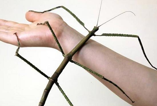 qual o maior inseto do mundo em tamanho