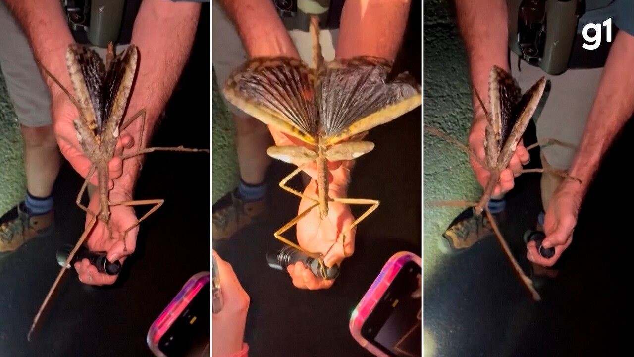 qual o maior inseto do mundo em tamanho