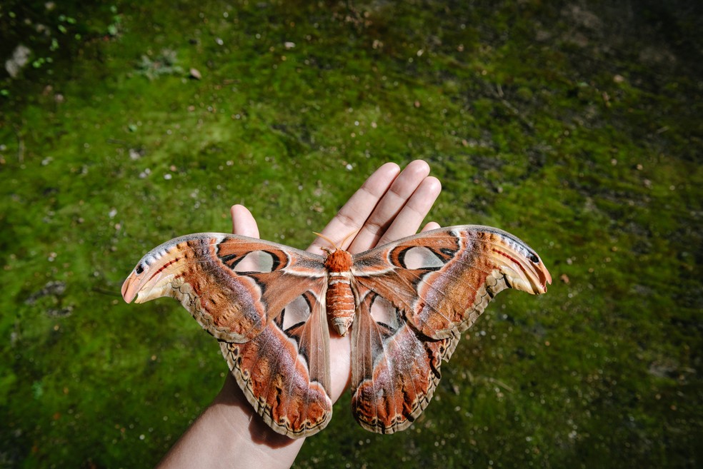 qual o maior inseto do mundo em tamanho