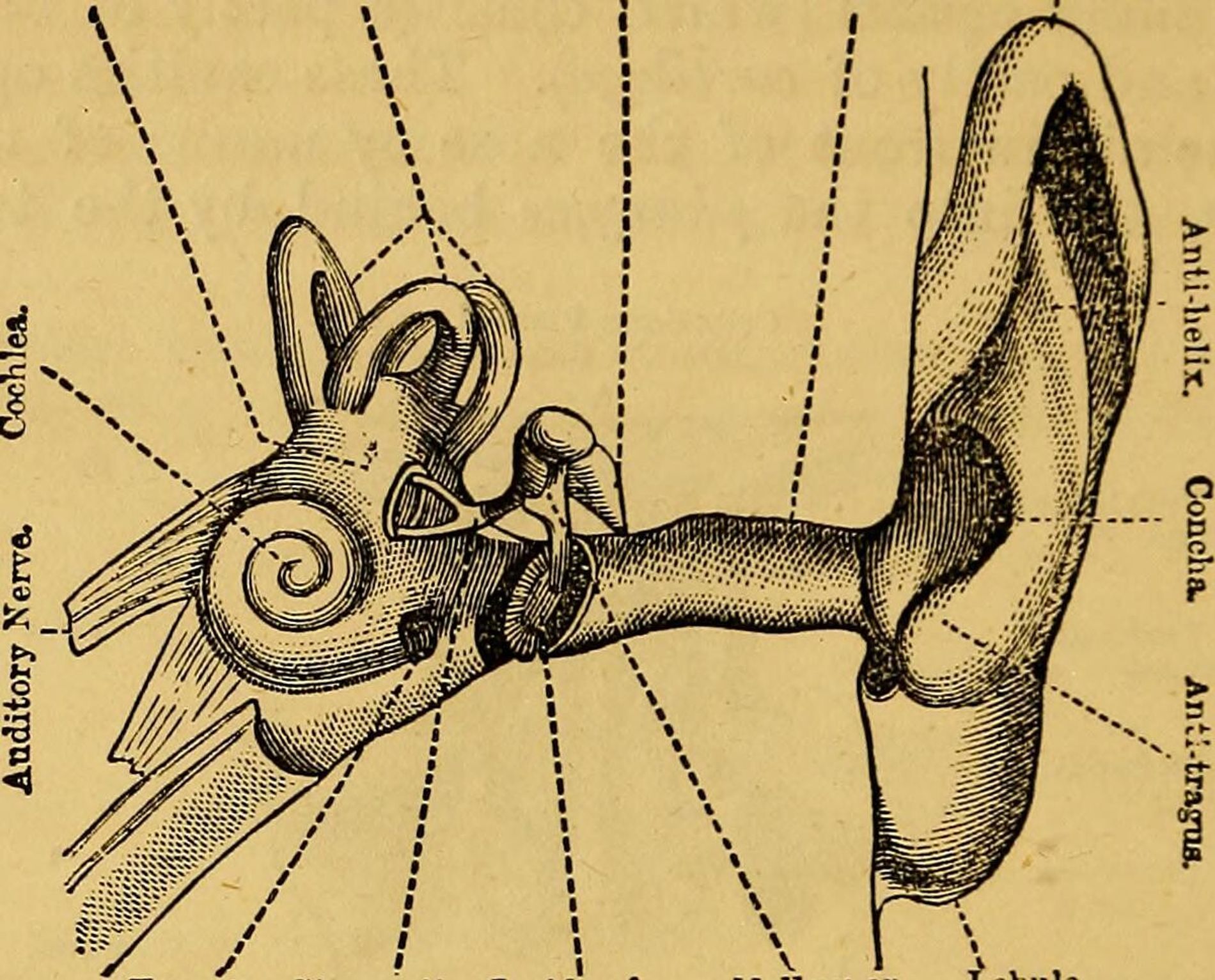 qual o menor osso do corpo humano