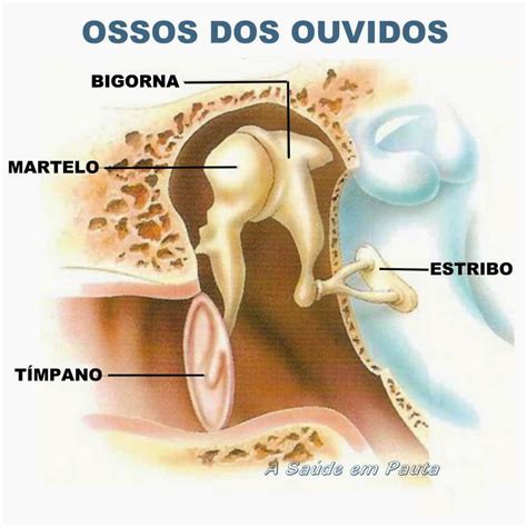 Estribo: O Menor Osso e Sua Grande Importância; A Fascinante Função do Estribo na Audição Humana; Martelo