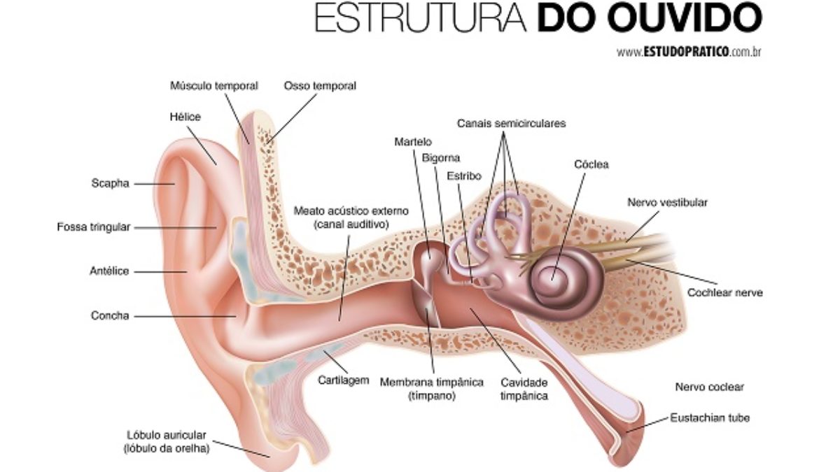 Estribo: O Menor Osso e Sua Grande Importância; A Fascinante Função do Estribo na Audição Humana; Martelo
