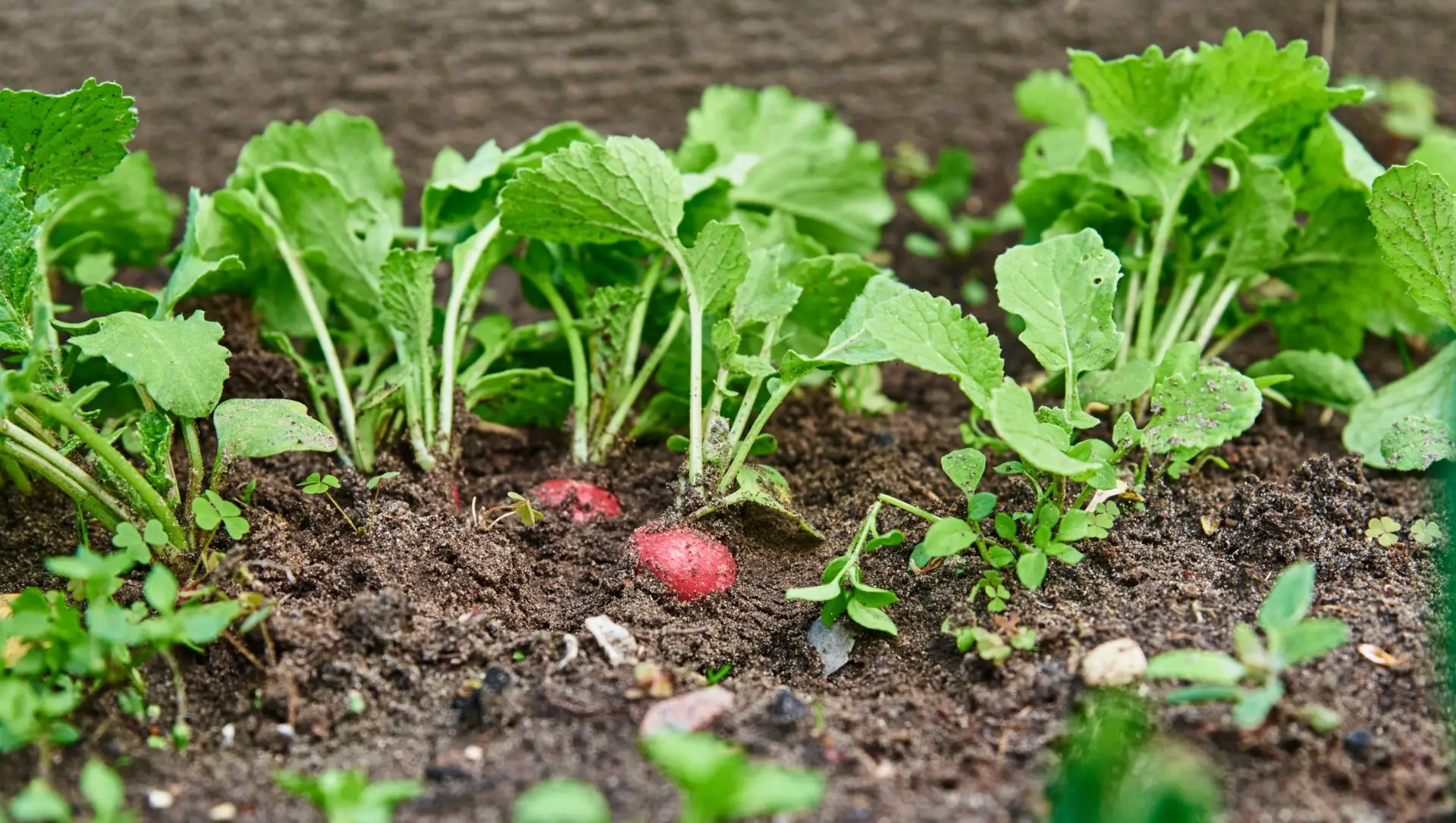 5 ideias de títulos:
1. Rabanete em Casa: Guia Completo para Iniciantes
2. Do Plantio à Colheita: Tudo Sobre o Rabanete
3. Erros Comuns no Cultivo de Rabanete e Como Evitá-los
4. Rabanete Orgânico: Dicas para um Cultivo Saudável e Saboroso
5. Plantando Rabanete em Vasos: A Solução para Pequenos Espaços