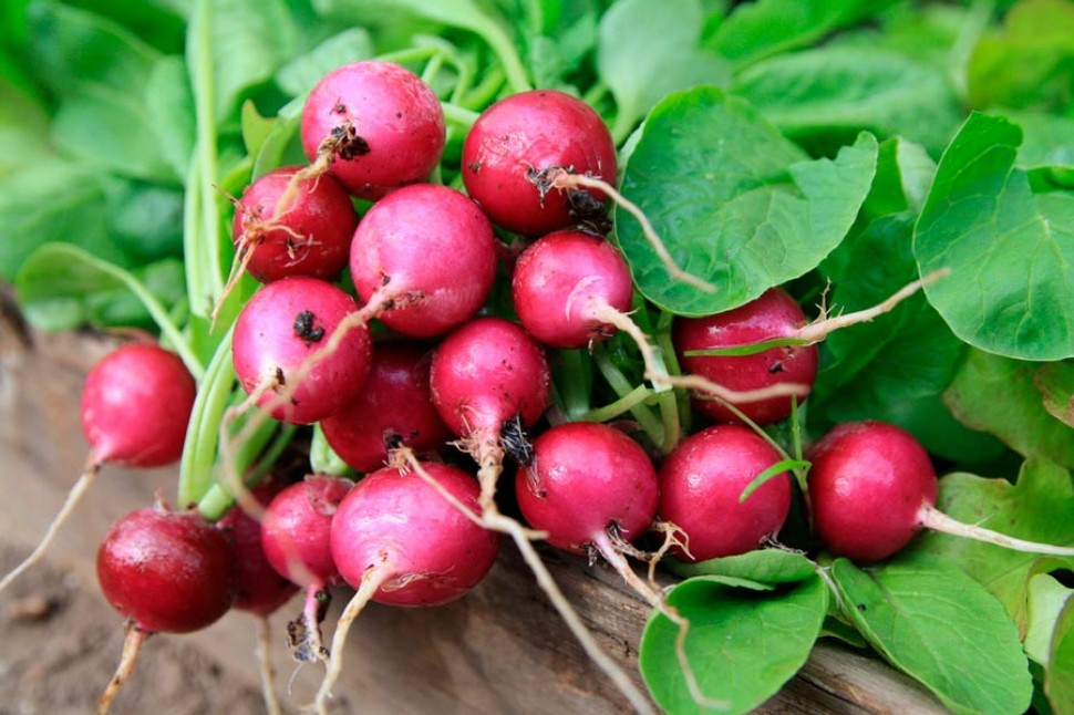 rabanete como plantar