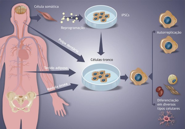 riscos e desvantagens celulas tronco