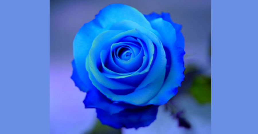 Rosas Azuis: Uma Análise Científica e Botânica