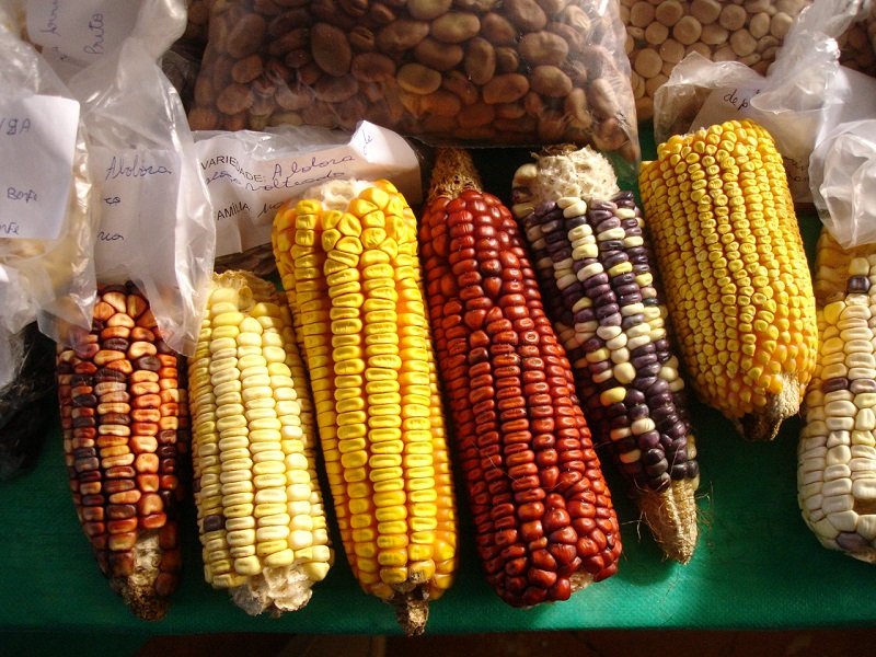 Importância e Desafios.
3. O Papel dos Agricultores Familiares na Preservação das Sementes Crioulas.
4. Sementes Crioulas vs. Transgênicas: Uma Análise Comparativa.
5. Como Encontrar e Apoiar Redes de Sementes Crioulas no Brasil.