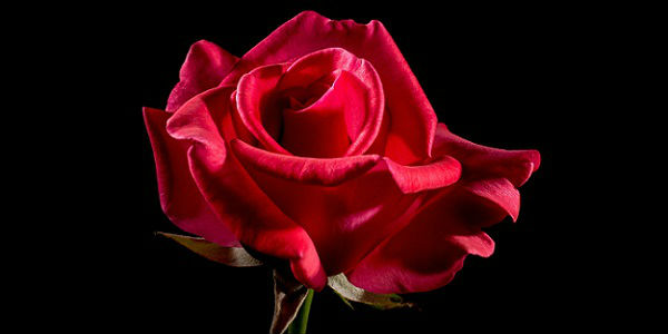 Desvendando os Múltiplos Significados da Rosa Vermelha Além do Amor