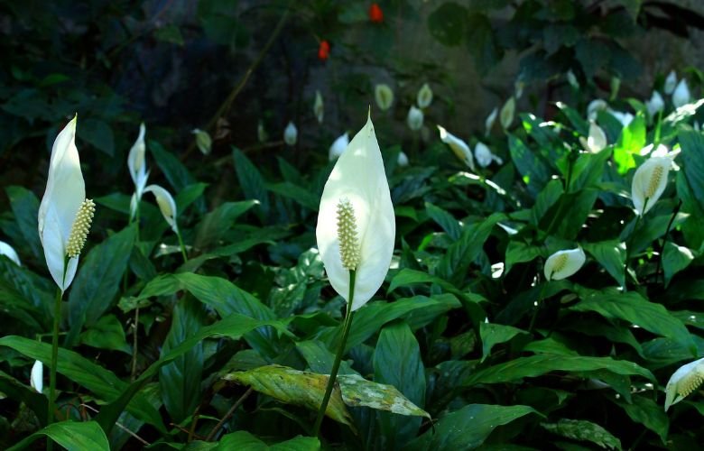 5 ideias de títulos:
1. O Poder Simbólico do Lírio Branco: Pureza