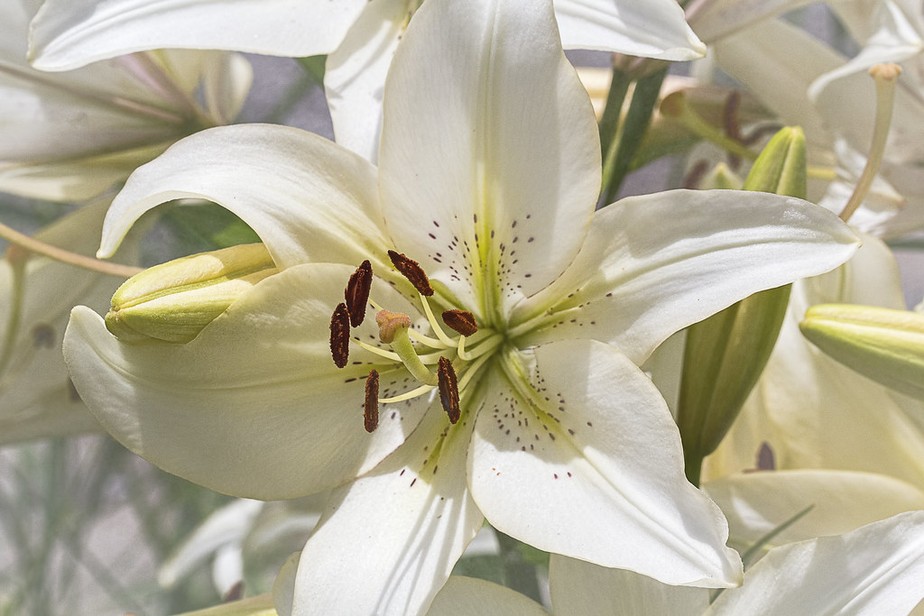 Paz e Renascimento
2. Lírio Branco: Um Guia Completo de Seus Significados e Usos
3. Desvendando o Mistério do Lírio Branco: Da Espiritualidade à Elegância
4. Lírio Branco: A Flor Que Representa Novos Começos e Amor Eterno
5. Como o Lírio Branco Transmite Pureza e Harmonia em Sua Vida