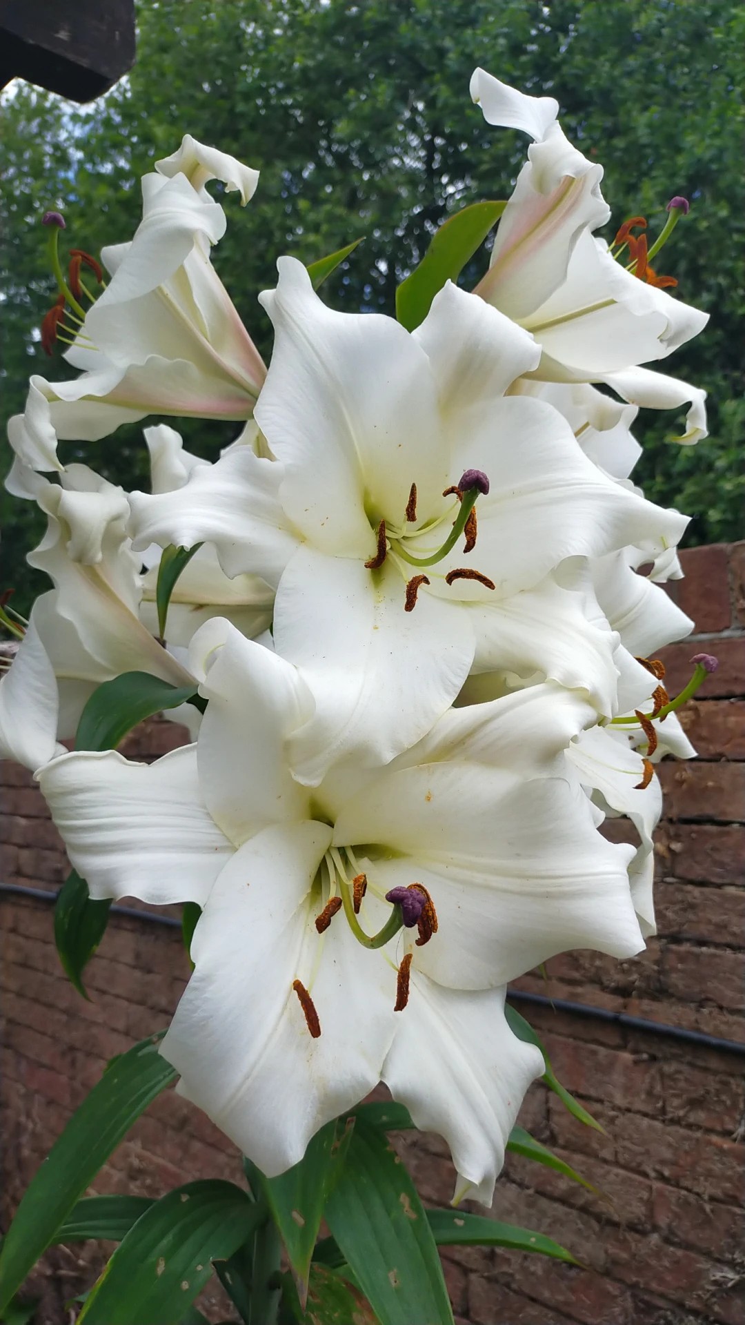 significado do lírio branco