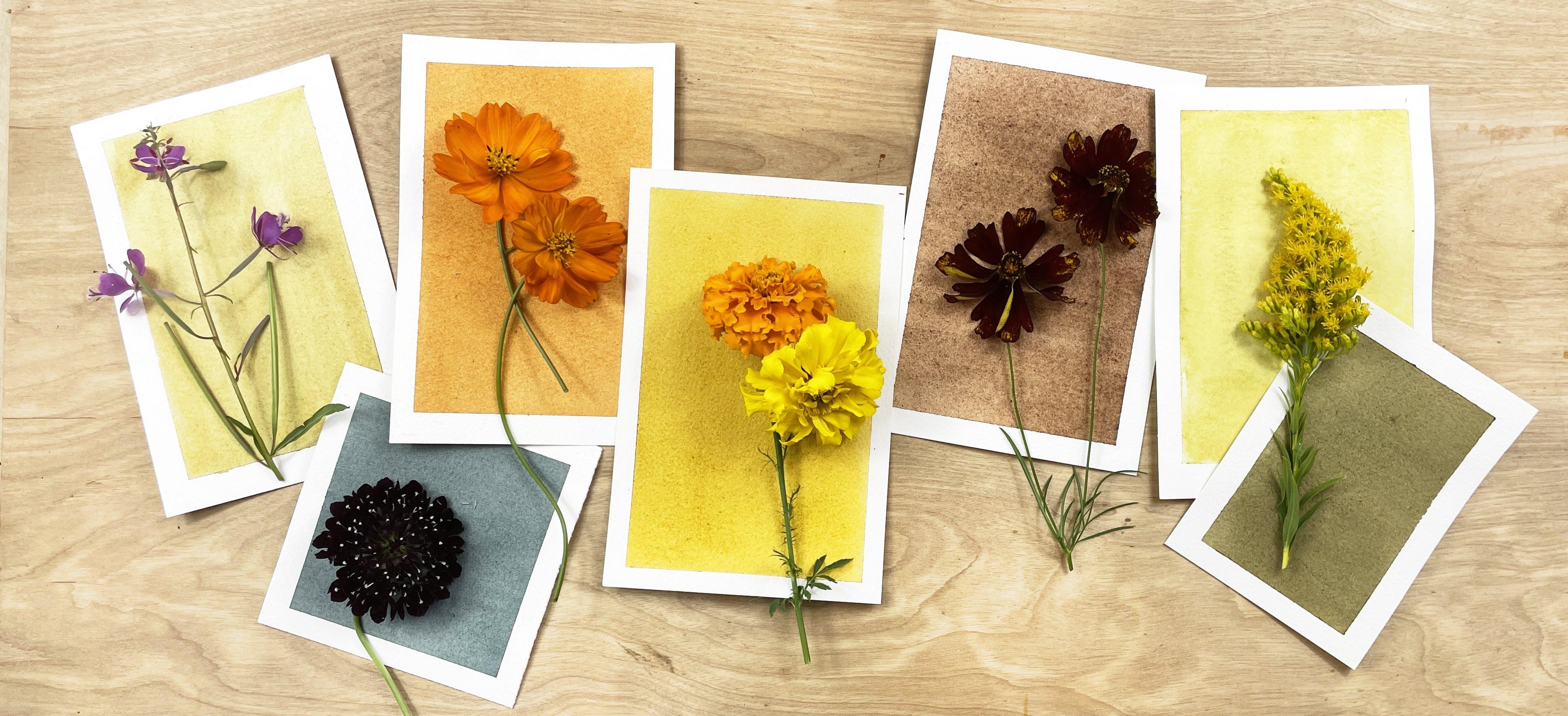 tintas naturais de plantas