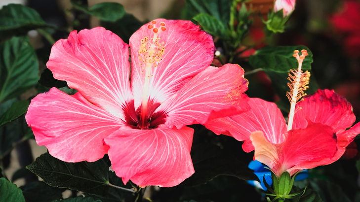 Tintas Naturais para Crianças: Segurança e Criatividade