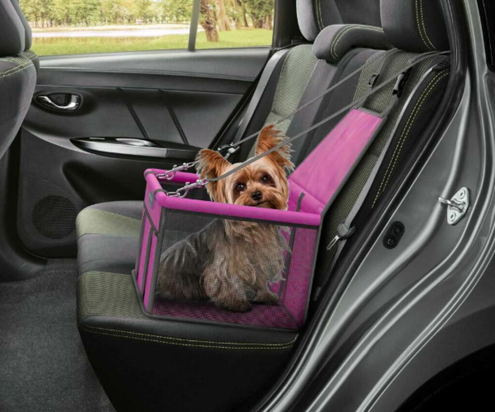 transportar pet no carro