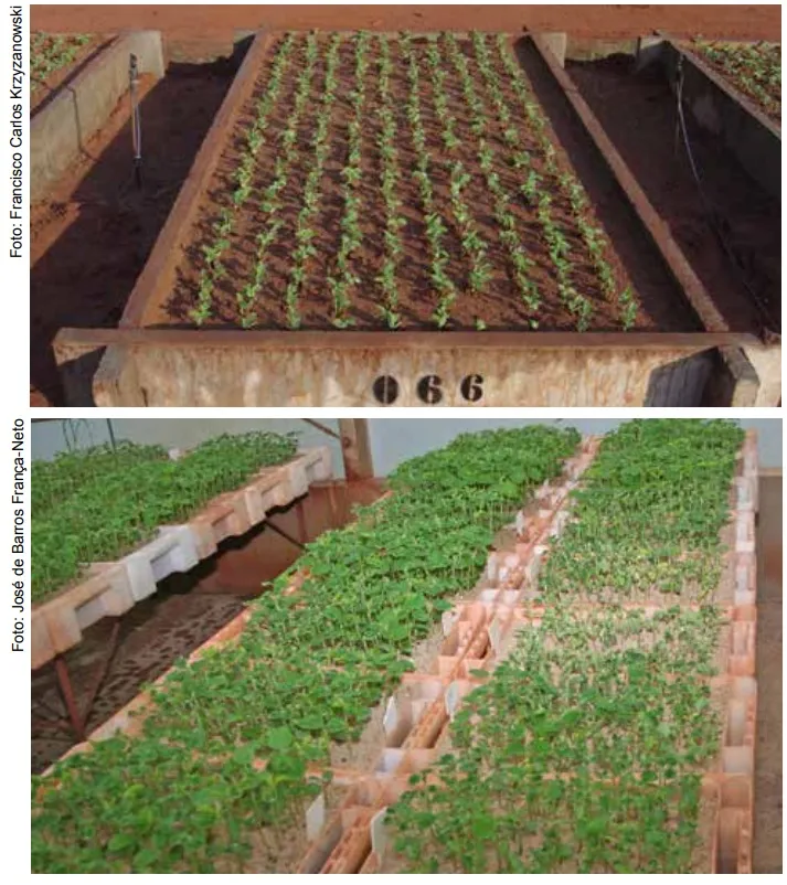 Guia Completo dos Programas de Troca de Sementes no RS e SC