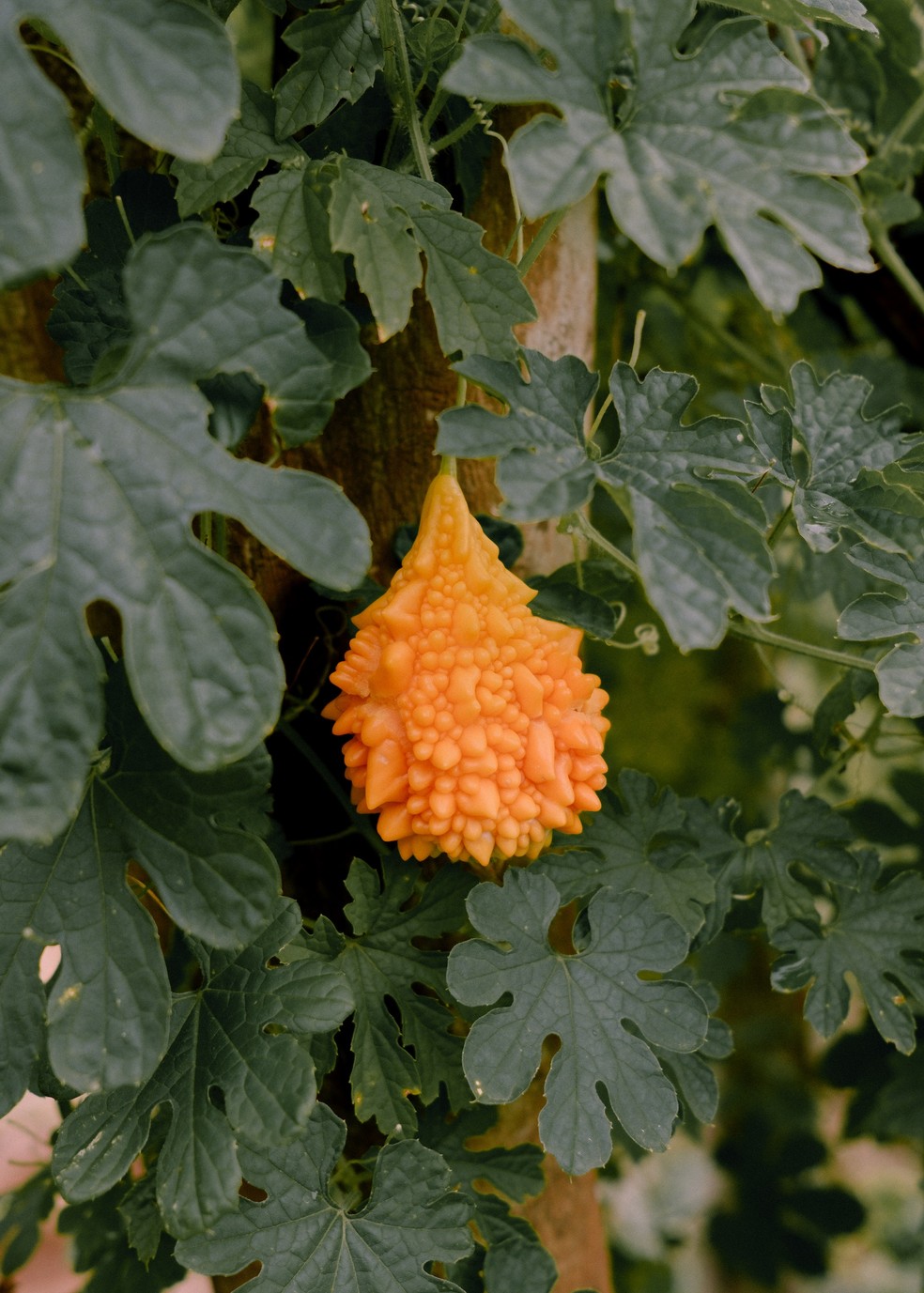 Guia Completo dos Programas de Troca de Sementes no RS e SC