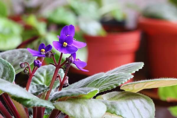 violetas como cuidar