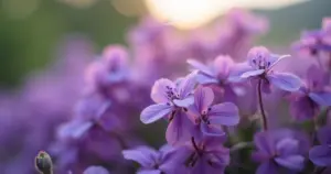 Violetas: Como Cuidar para Florescerem em 2026 | Guia Completo