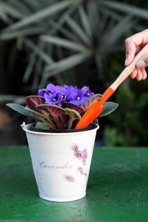 violetas como cuidar