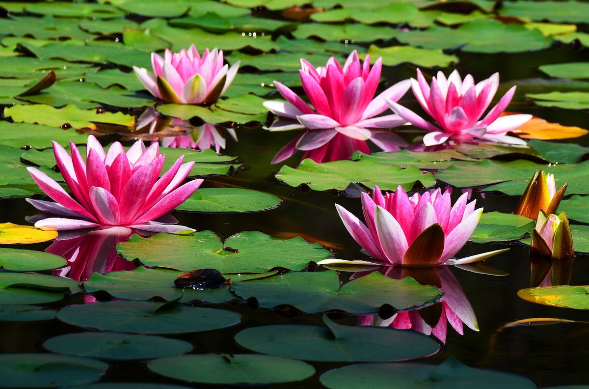 Cultivo de Vitória-Régia: Dicas para Jardins Aquáticos