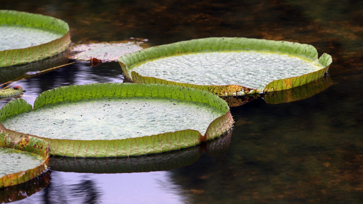 Como Identificar e Diferenciar as Espécies de Vitória-Régia