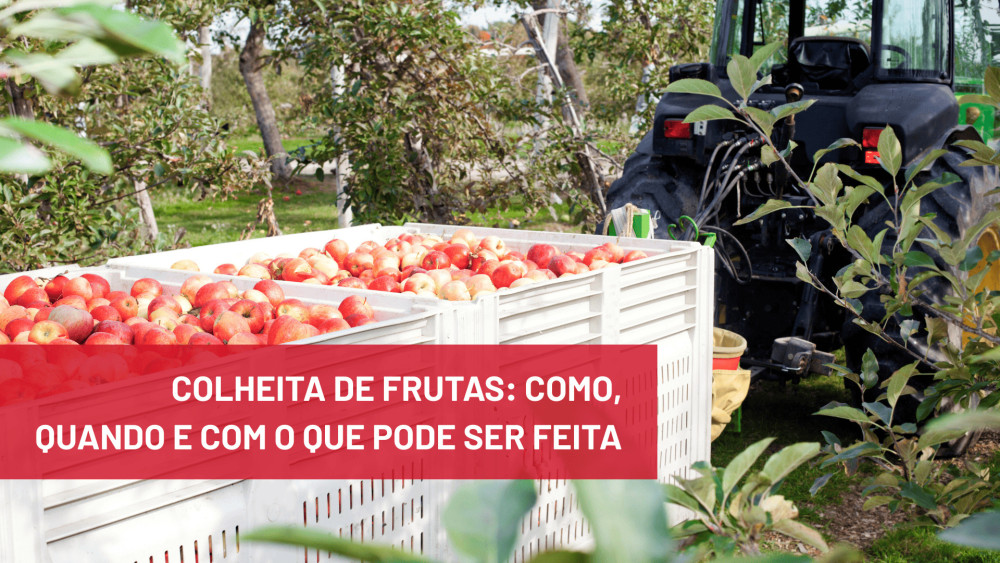 7 segredos para ter a melhor colheita de frutas