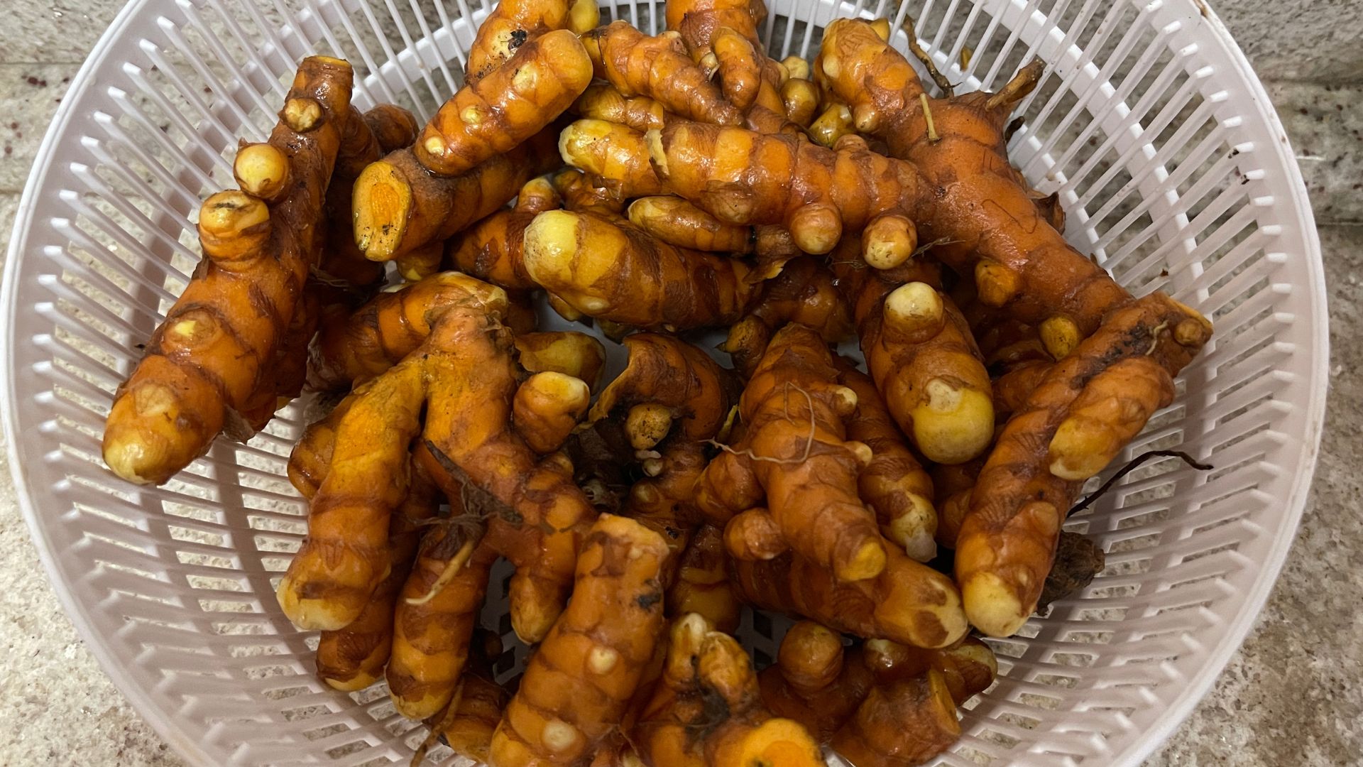 açafrão da terra não brota no vaso o que fazer