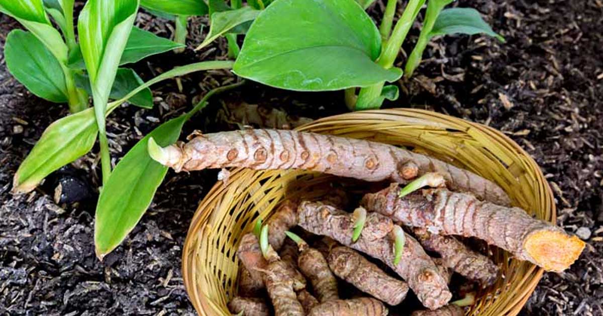 açafrão da terra em vaso ou canteiro qual o melhor