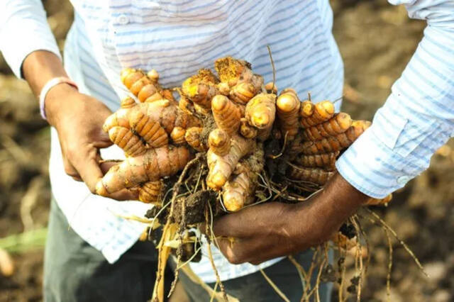 erros comuns ao plantar açafrão da terra ou gengibre