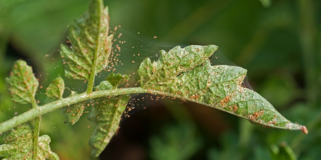 ácaros nas plantas