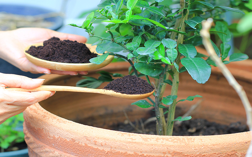 erros comuns ao adubar flores em casa