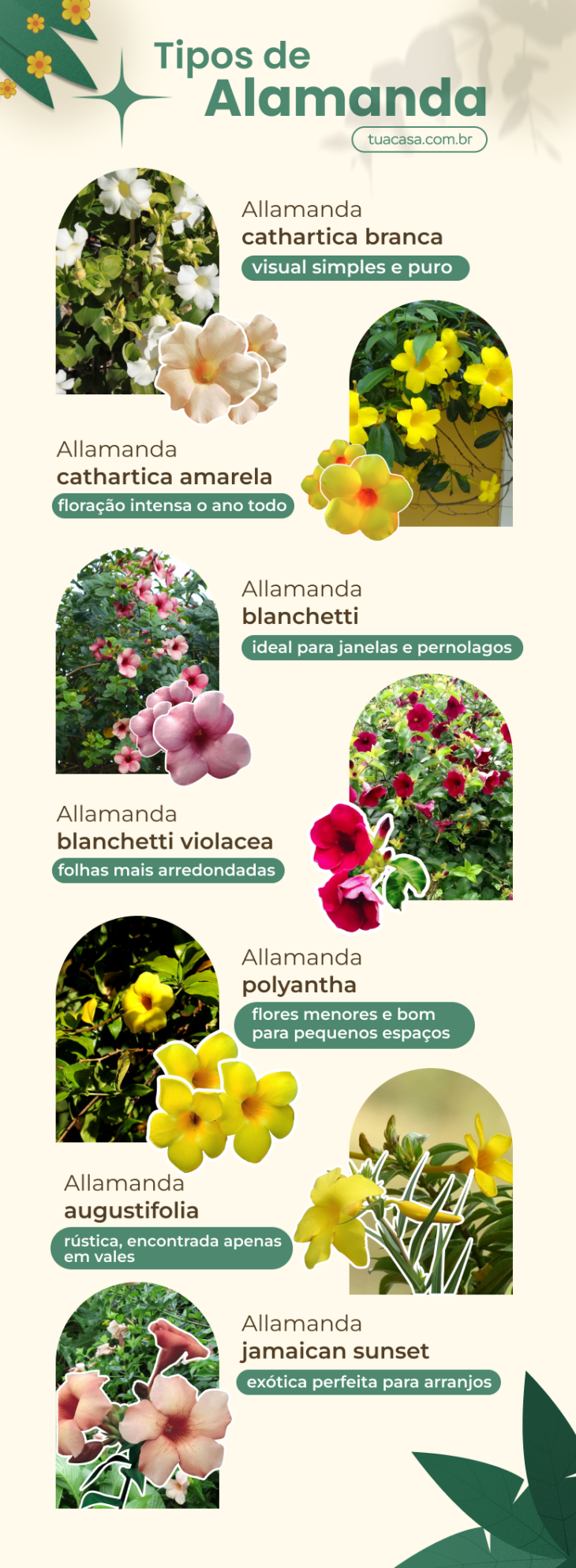 alamanda como cuidar