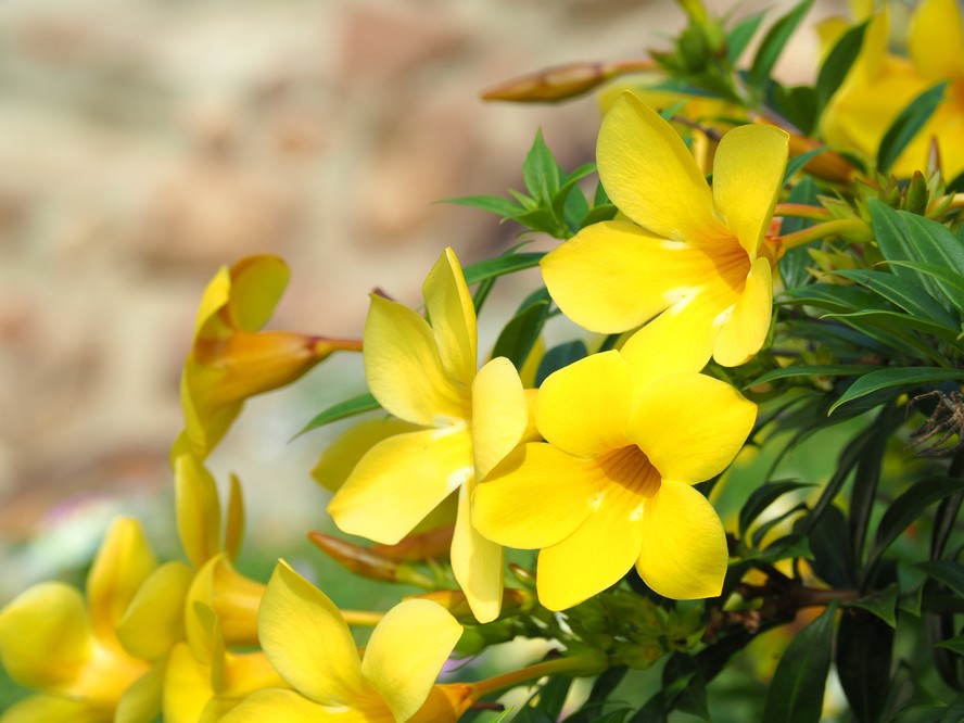 alamanda cores e variedades para inspirar seu jardim