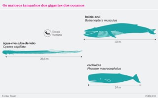 maiores animais marinhos do mundo lista
