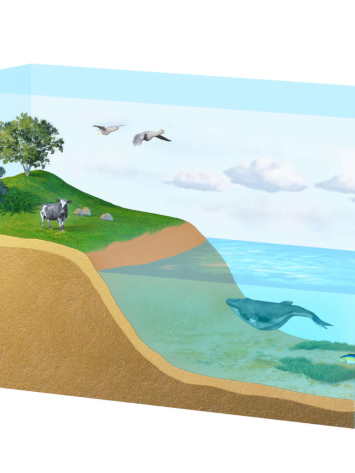 erros comuns ao confundir biosfera com ecossistema