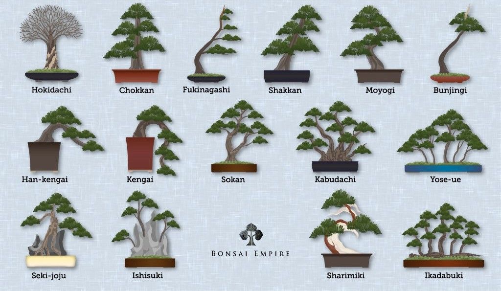 bonsai