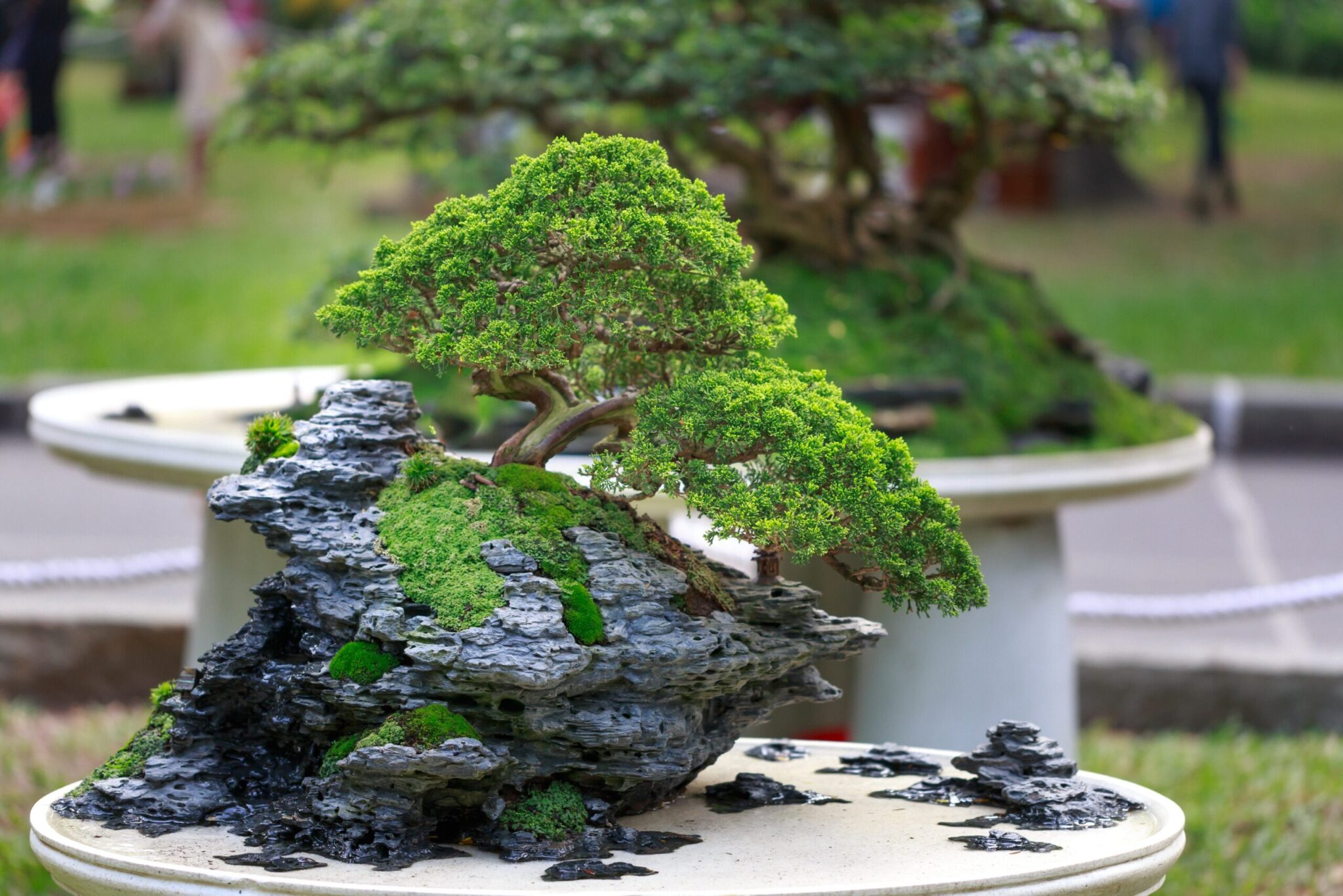 melhores espécies de bonsai para iniciantes em apartamento