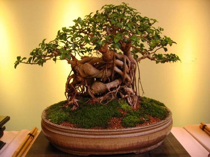 erros comuns ao cuidar de bonsai de interior